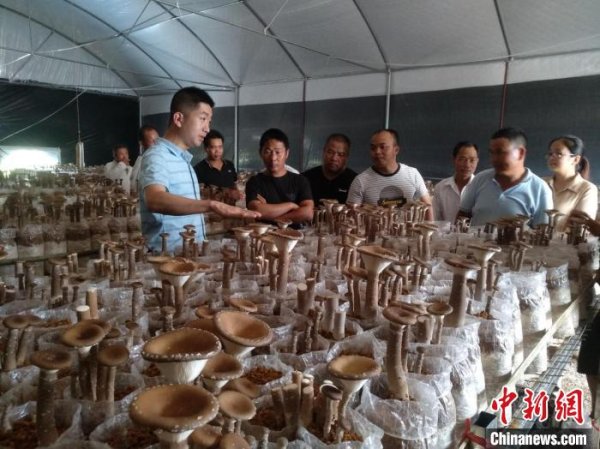 股票配资公司网站 广西退役军人的创业“菇事”：产品远销东南亚